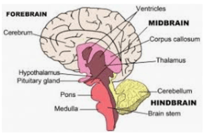 Brain areas