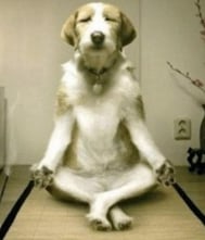 Dog Meditating 1.jpg
