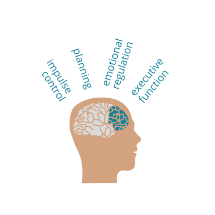 prefrontal-cortex-executive-function-graphic